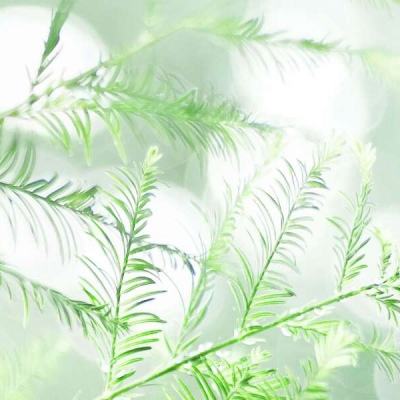 开局一条小青龙手游下载